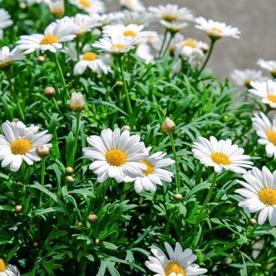 daisies-1373075_1280